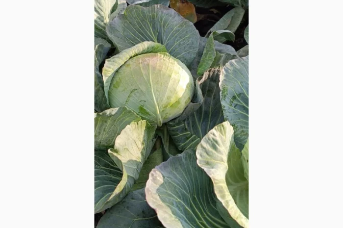 Капуста агрессор на продаж- фото № 4