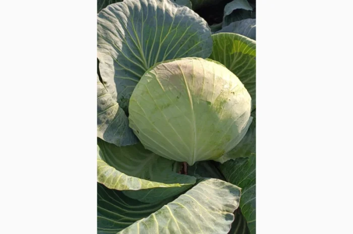 Капуста агрессор на продаж- фото № 5