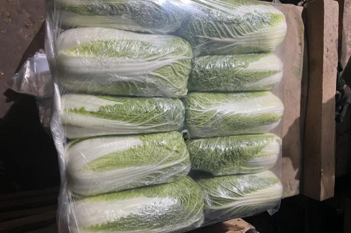 Продается пекінська капуста хорошей якості- фото № 1