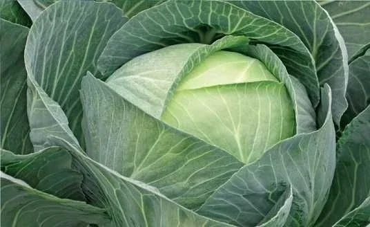 Продажа капусты Сторідор в большом объеме- фото № 1