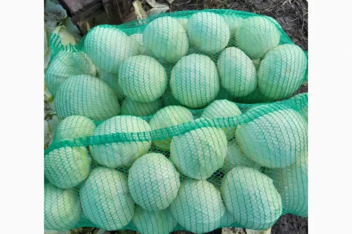 Капуста Епікур на продаж- фото № 2