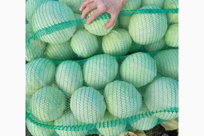 Капуста Епікур на продаж- фото № 3