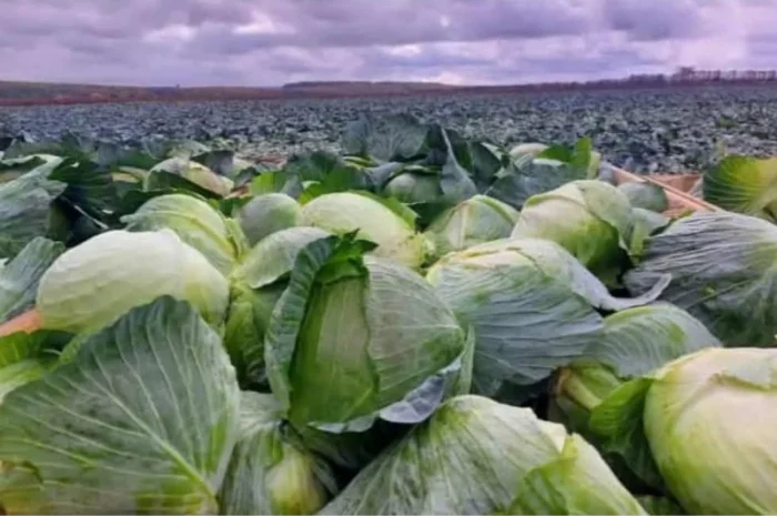 Капуста на продажу- фото № 1