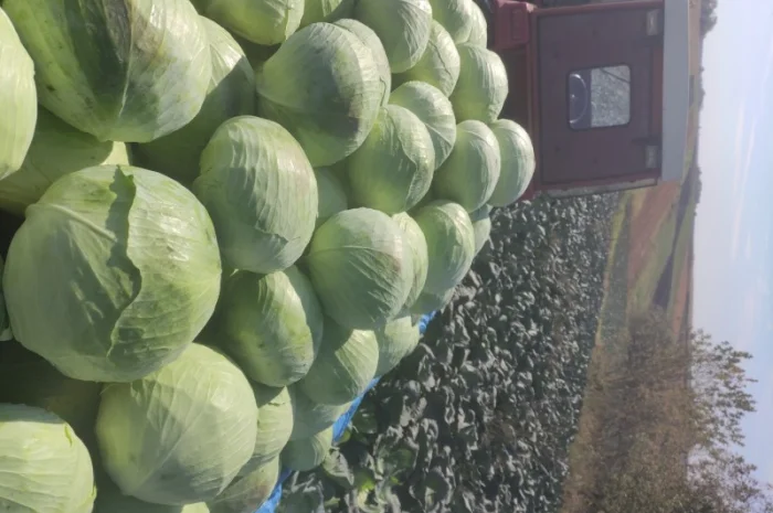 Капуста Агресор на продаж- фото № 1