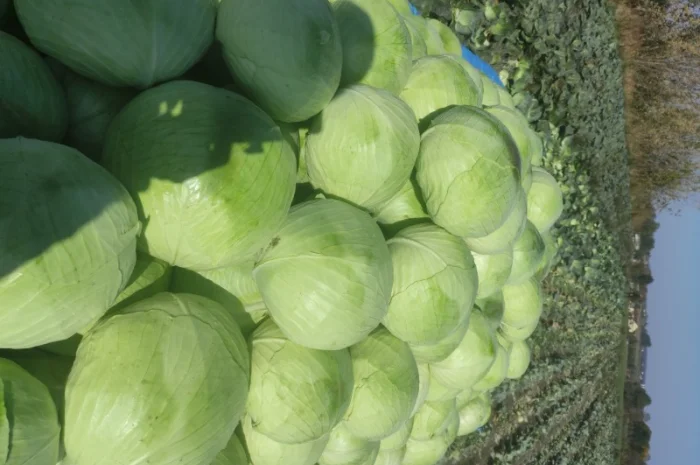 Капуста Агресор на продаж- фото № 2