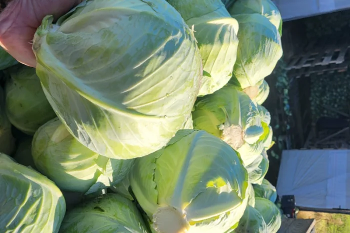 Капуста Агресор на продаж- фото № 1