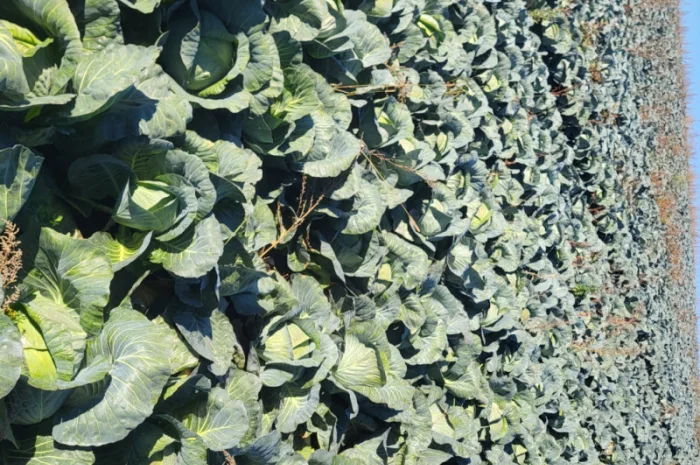 Капуста Агресор на продаж- фото № 2