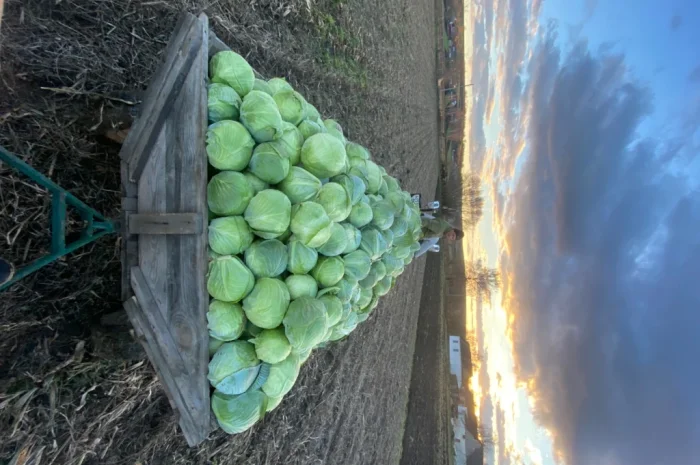 Капуста Тереодор Агресор на продажу- фото № 1