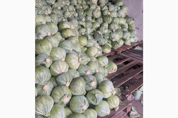 Капуста Сторідор на продаж- фото № 1