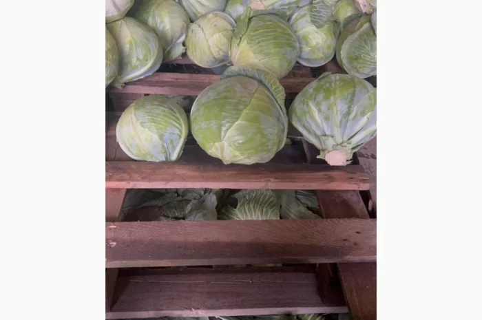 Капуста Сторідор на продаж- фото № 2