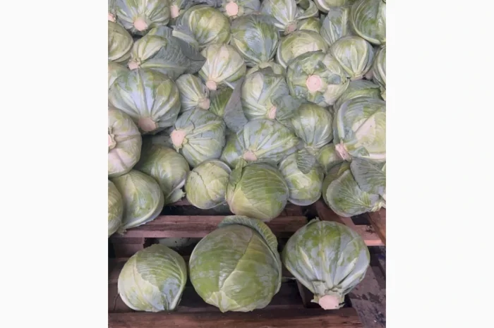 Капуста Сторідор на продаж- фото № 3