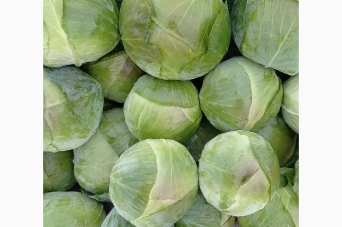 Капуста сорту Агрессор на продаж- фото № 1