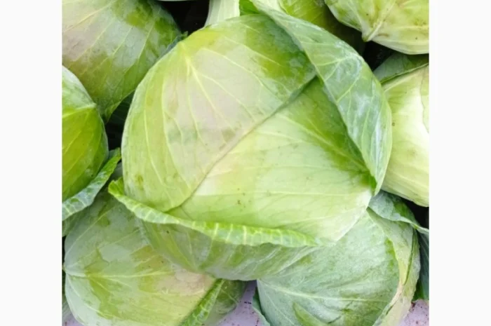 Капуста сорту Агрессор на продаж- фото № 2