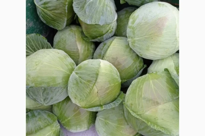 Капуста сорту Агрессор на продаж- фото № 3