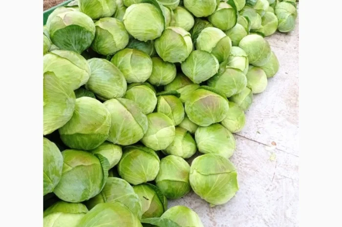 Капуста сорту Агрессор на продаж- фото № 5