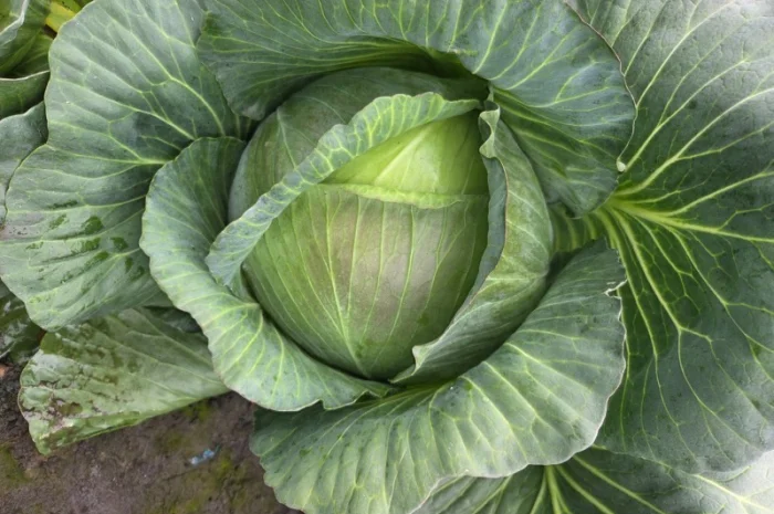 Капуста "Агресор" на продажу- фото № 1