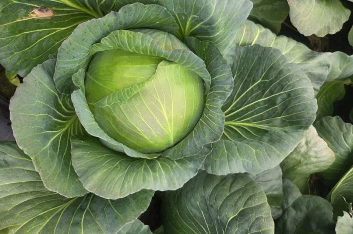 Капуста "Агресор" на продажу- фото № 2