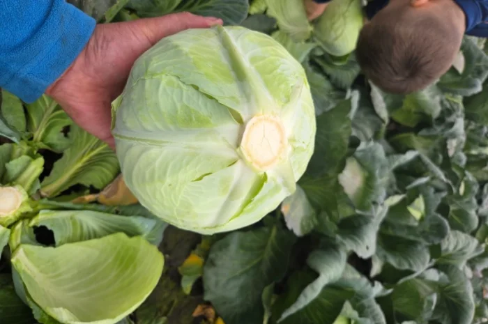 Капуста "Агресор" на продажу- фото № 3