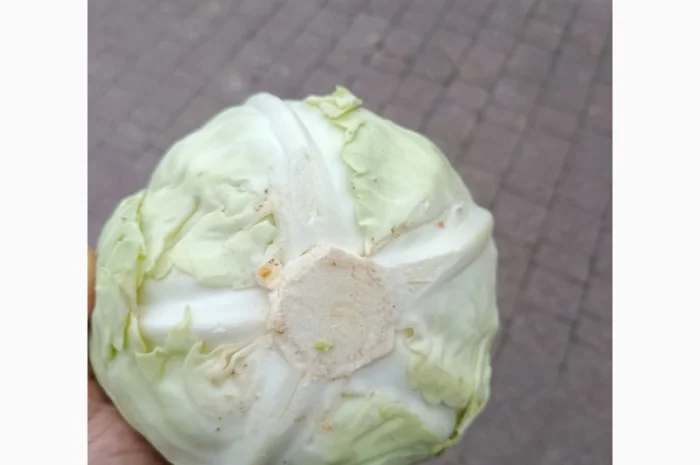 Продаю капусту Тореадор F1- фото № 2