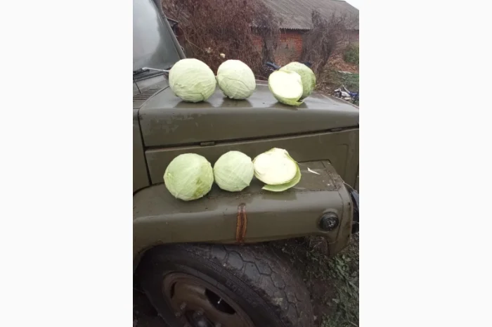 Капуста Агресор на продаж- фото № 1