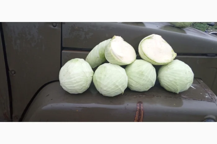 Капуста Агресор на продаж- фото № 2