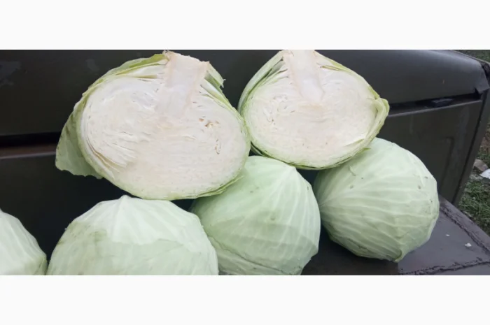 Капуста Агресор на продаж- фото № 3