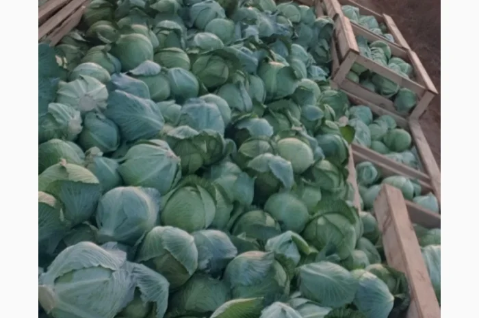 Капуста зимня високої якості- фото № 1