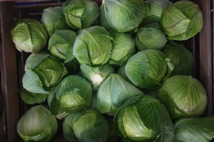 Капуста зимня високої якості- фото № 6