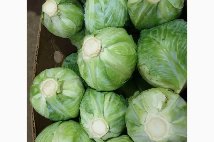 Капуста зимня високої якості- фото № 2