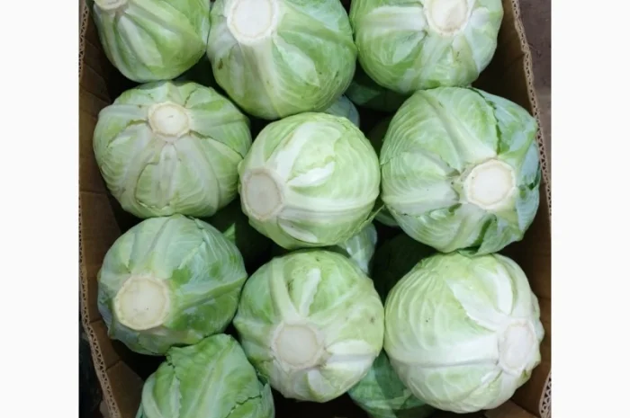Капуста зимня високої якості- фото № 3