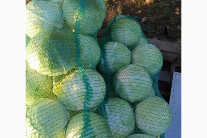 Продается капуста сорт Агресор, Сторідор- фото № 3