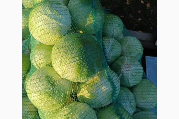 Продается капуста сорт Агресор, Сторідор- фото № 1