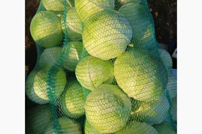 Продается капуста сорт Агресор, Сторідор- фото № 2