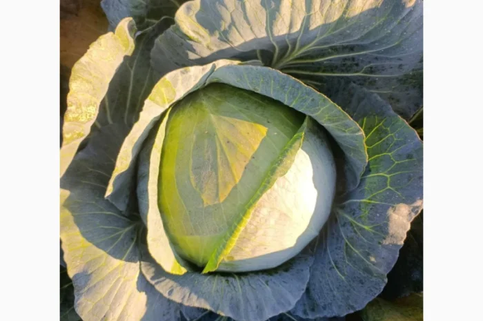 Капуста сорт агресор на продажу- фото № 1