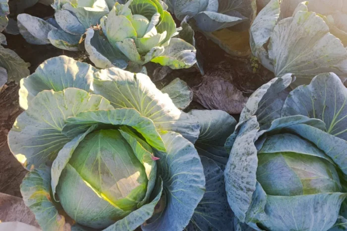 Капуста сорт агресор на продажу- фото № 3