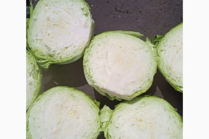 Капуста белокачанная для торговли и шинковки- фото № 3