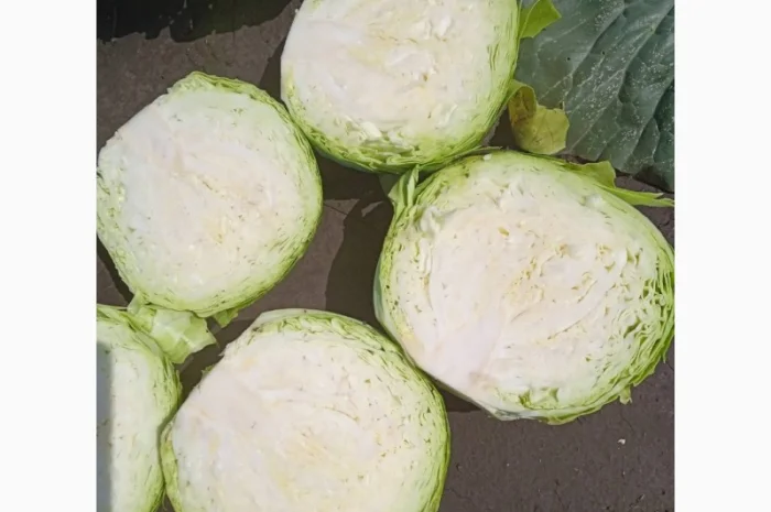 Капуста белокачанная для торговли и шинковки- фото № 4
