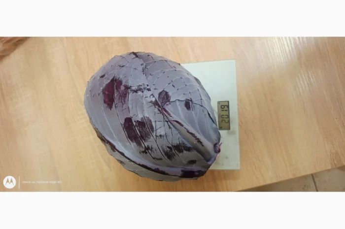 Капуста краснокочанная на продажу- фото № 3