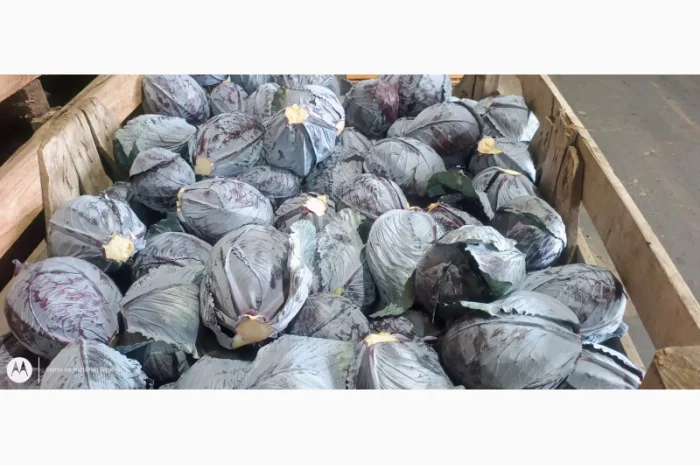 Капуста краснокочанная на продажу- фото № 4