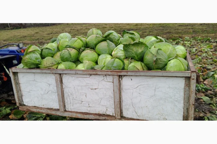 Продам середньо-пізню капусту Агрессор- фото № 1