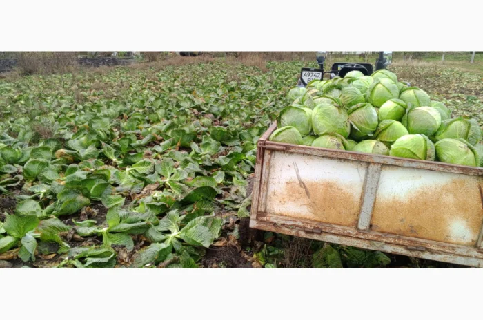 Продам середньо-пізню капусту Агрессор- фото № 2