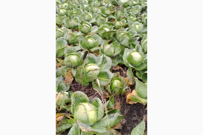 Продам середньо-пізню капусту Агрессор- фото № 3