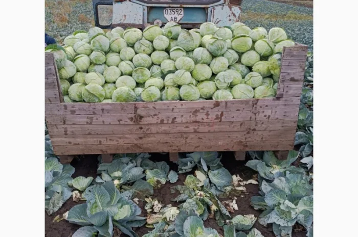 Продаю капусту агресор від полкілограма до трьох- фото № 1