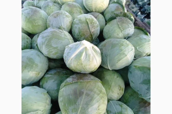 Продаю капусту агресор від полкілограма до трьох- фото № 2
