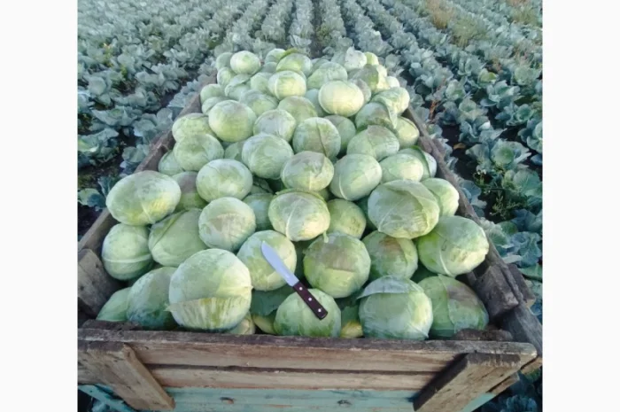 Продаю капусту агресор від полкілограма до трьох- фото № 3