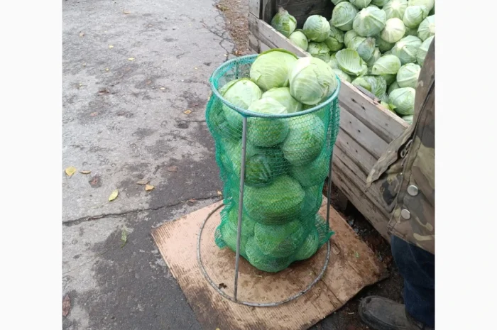 Продаю капусту агресор від полкілограма до трьох- фото № 4