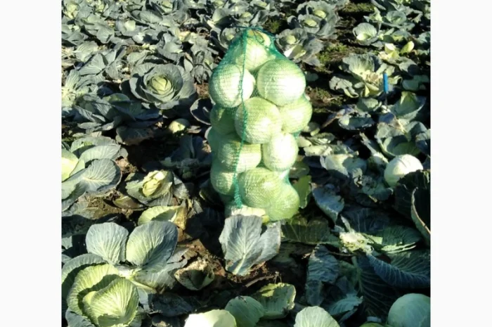 Капуста Агресор від 1 до 3 кг на продаж- фото № 1