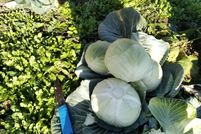 Капуста Агресор від 1 до 3 кг на продаж- фото № 2