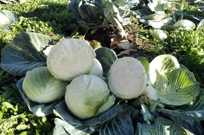 Капуста Агресор від 1 до 3 кг на продаж- фото № 3