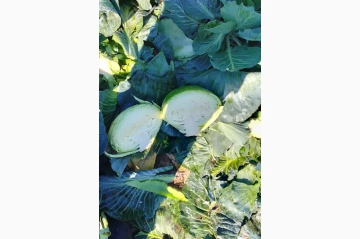 Капуста Агресор від 1 до 3 кг на продаж- фото № 4